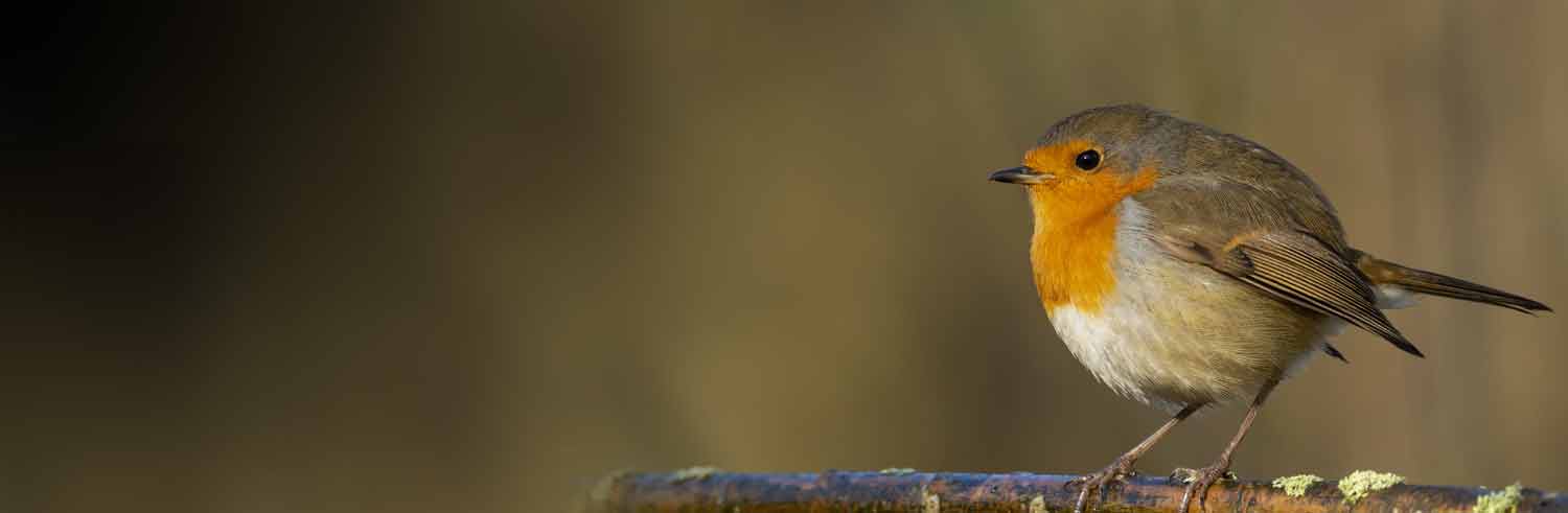 Landscapers Liverpool in Mersyside