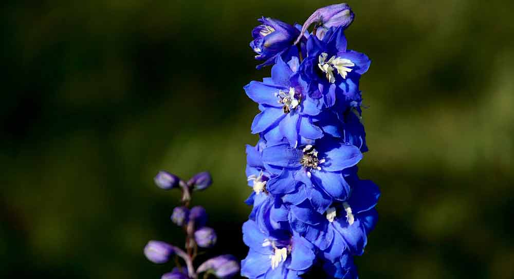 Delphinium flowers