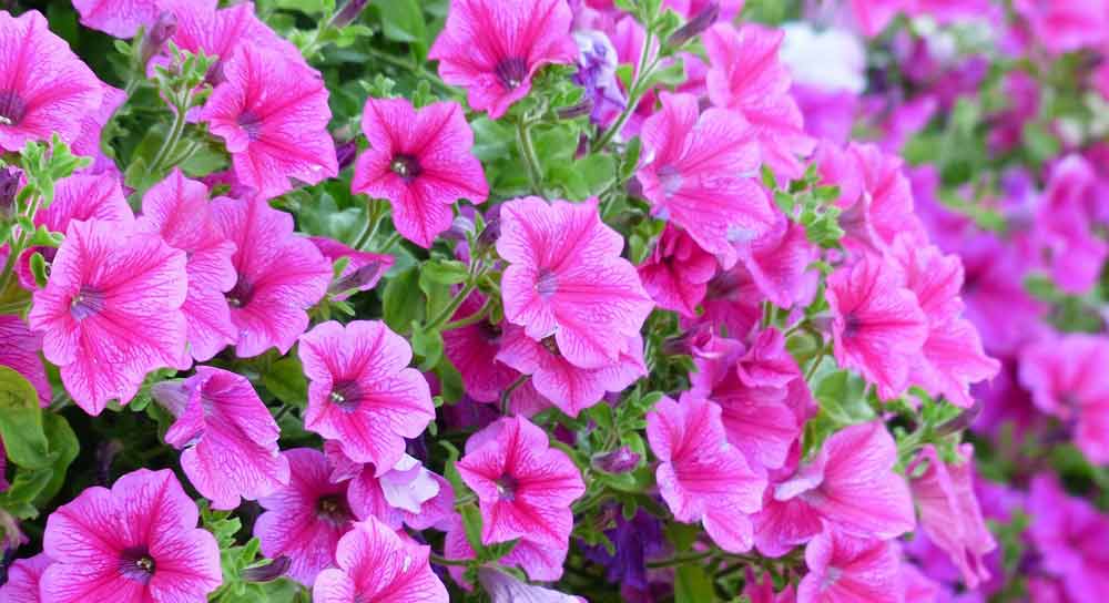 petunia flowers