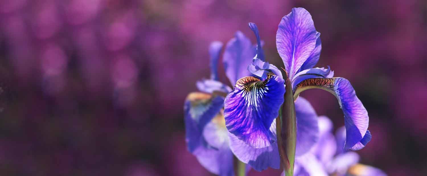Landscapers Liverpool in Mersyside